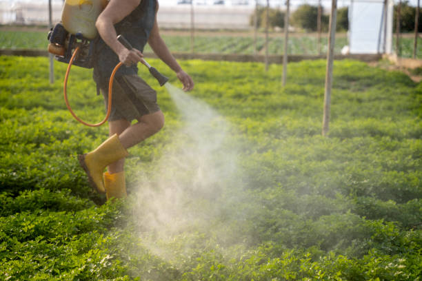 Best Affordable Pest Control Services  in Lincoln, CA
