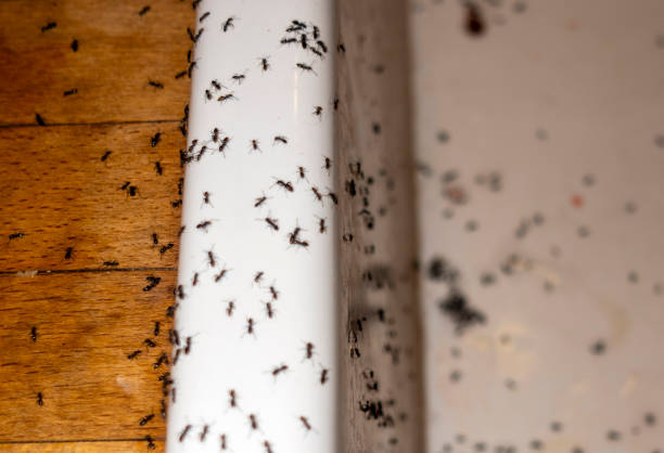 Best Commercial Pest Control Services  in Lincoln, CA